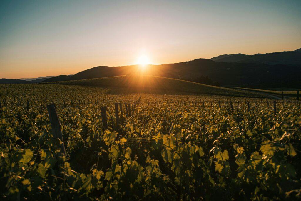Rolling vineyards under golden sunlight in Tuscany, Italy